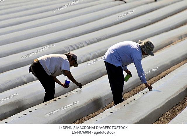 Migrant farm workers plant tomatoes in raised beds, Plant City, Florida, USA