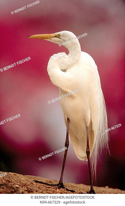 Great white egret (Egretta alba) standing on a river bank. Rose trumpet tree in the background. Pantanal near Pocone. Pantanal. Mato Grosso. Brazil