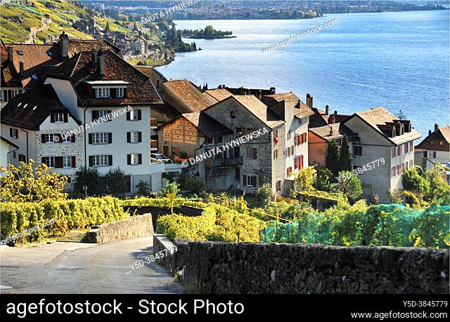 Rivaz village on the shore of Geneva Lake between Lavaux vineyards, Lavaux vineyards on terraces - UNESCO world heritage, Lake Geneva shore, autumn - September