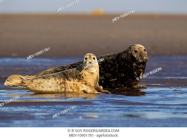Grey Seals - juvenile and a young bull enjoying the early morning sunshine (Halichoerus grypus). September - Donna Nook - Lincolnshire - England