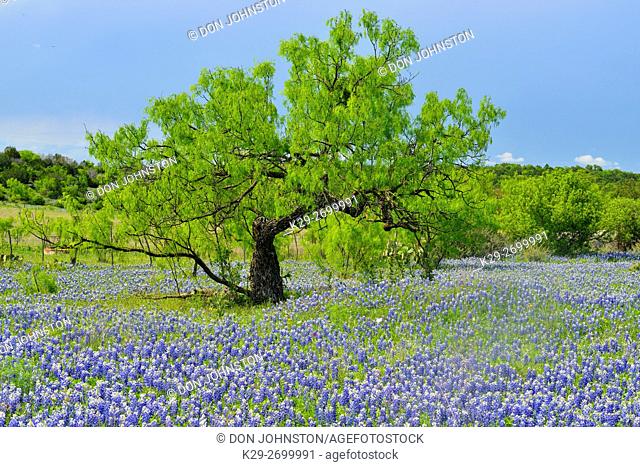 Roadside wildflowers along Threadgill Creek Road featuring Texas bluebonnets, Mason County, Texas, USA