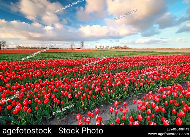 red tulip field in spring, Netherlands