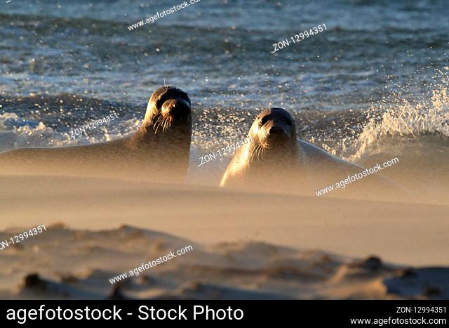 Grey Seal (Halichoerus grypus) Helgoland Germany
