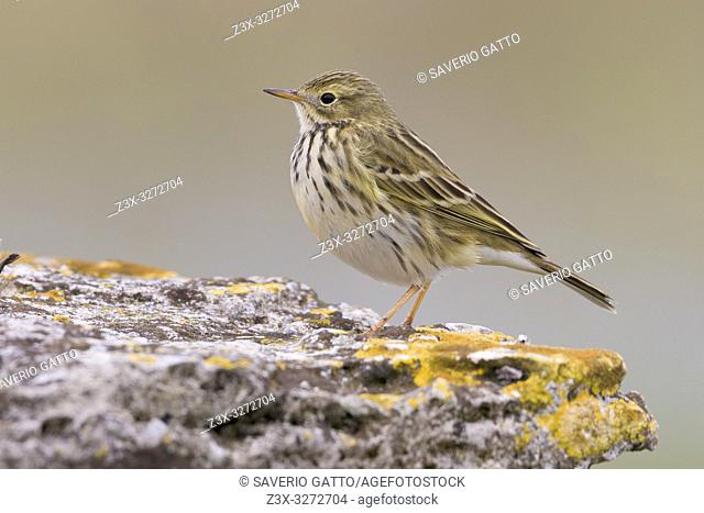 Meadow Pipit (Anthus pratensis), side view of an adult standing on the ground