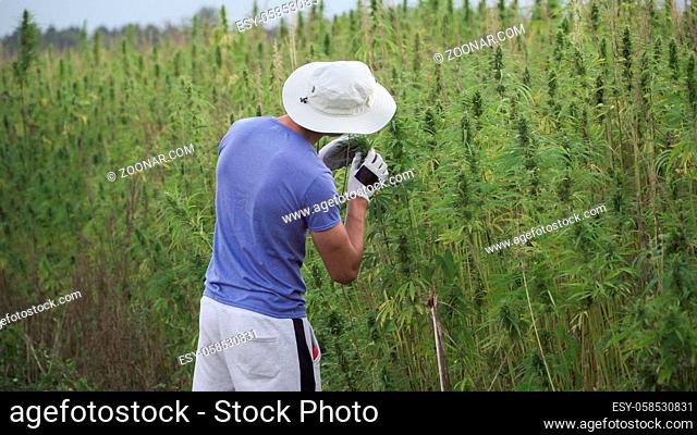 Professional researchers working in a hemp field, they are checking plants and doing a quality control, alternative medicine and cannabis sativa production...
