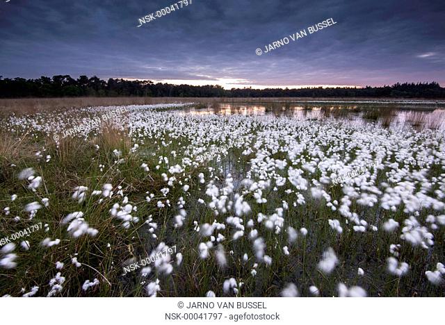 Common Cottongrass (Eriophorum angustifolium) field, Nederland, Noord-Brabant, Heeze, Kamerven