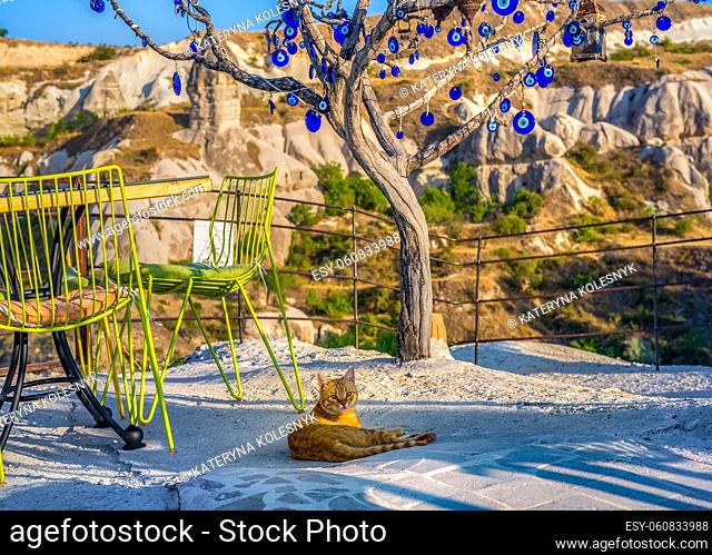 Cat lying under tree with nazars in Cappadocia