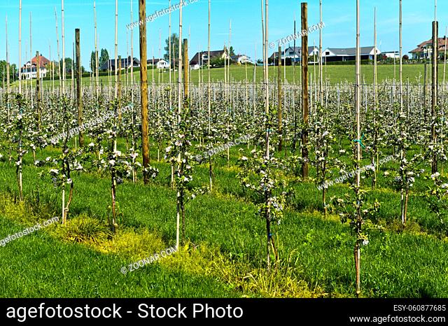 Apfelbaum-Plantage mit Jungbäumen zur Blüte, Kanton Thurgau, Schweiz / Apple tree plantation with young trees in spring, canton of Thurgau, Switzerland