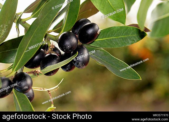 schwarze, reife Oliven, Teneriffa, Spanien