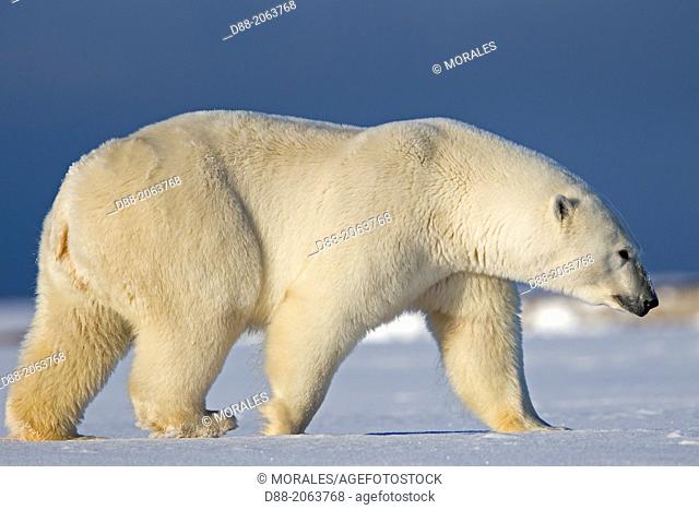 United States , Alaska , Arctic National Wildlife Refuge , Kaktovik , Polar Bear( Ursus maritimus ) , along a barrier island outside Kaktovik, Alaska