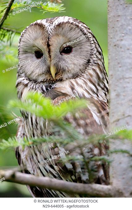Strix uralensis, Ural owl, captive, Germany