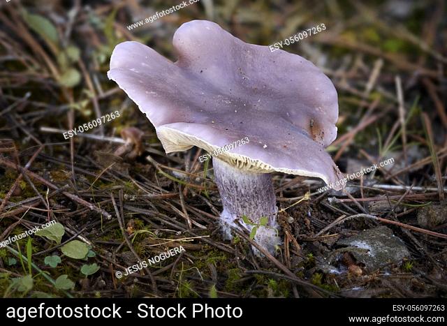 Bluefoot mushroom (Lepista nuda) in the pine forest, in Malaga. Andalusia, Spain