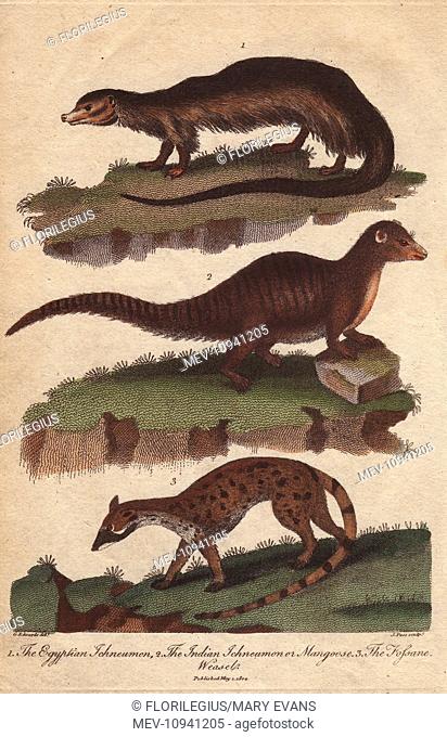 Egyptian ichneumon, Indian ichneumon or mongoose and fossane weasel. Handcolored copperplate engraving from Ebenezer Sibly's Universal System of Natural History