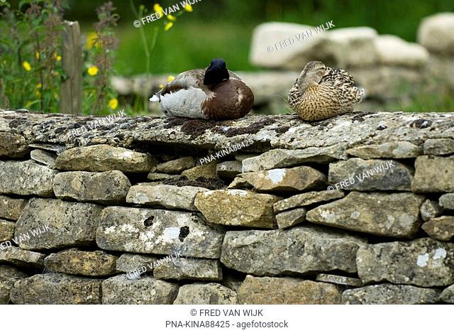 Mallard, Duck Anas platyrhynchos - Lower Slaughter, Cotswolds, Gloucestershire, England, Great Britain, Europe