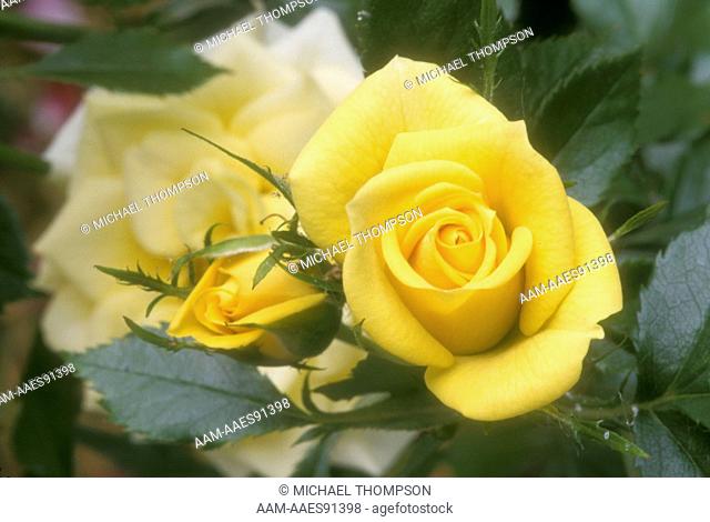 Rose 'Sun Sprinkles Miniature Rose, AARS 2001, Owen Rose Garden, Eugene, Oregon