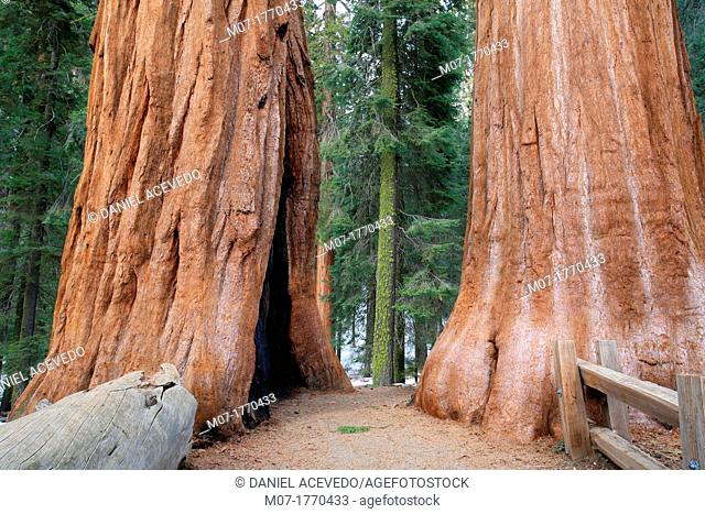 Giant Forest, Sequoia National Park in Tulare County, Sierra Nevada, California, United States, USA  Sequoiadendron giganteum
