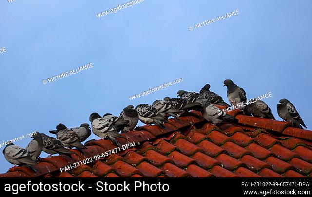 22 October 2023, Saxony-Anhalt, Dessau-Roßlau: Numerous pigeons populate a roof ridge. The street pigeon is considered a cultural successor and has adapted to...