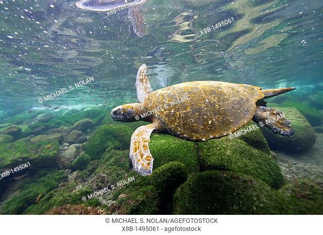 Adult green sea turtle Chelonia mydas agassizii underwater off the west side of Isabela Island in the Galapagos Island Archipelago