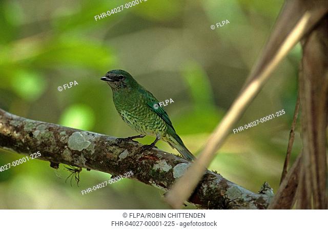 Swallow Tanager Tersina virdis Female / N Venezuela / April