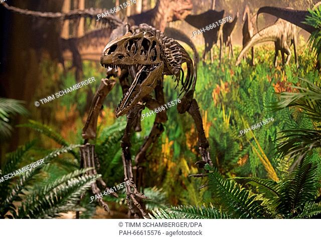 The skeleton of a Allosaurus baby dinosaur, photographed at the primeval museum in Bayreuth, Germany, 11 March 2016. The 150 million year old skeleton pieces...