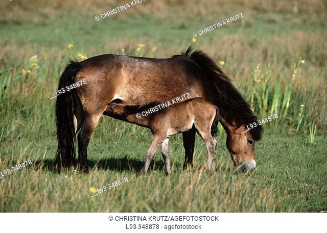 Horses (Equus caballus). Texel, Netherlands