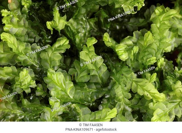 Southern Crestwort Lophocolea semiteres - Eckartse bos, Eckartdal, Eindhoven, Campine, North Brabant, The Netherlands, Holland, Europe