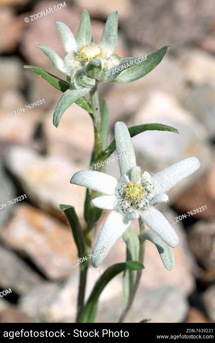 Edelweiss; Leontopodium; nivale;