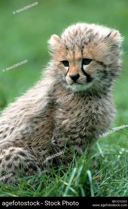Cheetah (Acinonyx jubatus), cub, 3 month