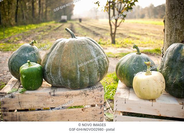 Variety of Green Pumpkins on Wood Crates, Close-Up