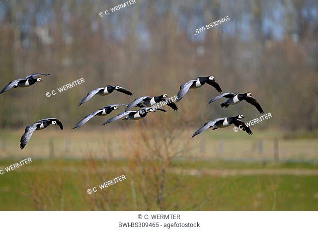 white-fronted goose (Anser albifrons), group flying, Germany, North Rhine-Westphalia, Lower Rhine