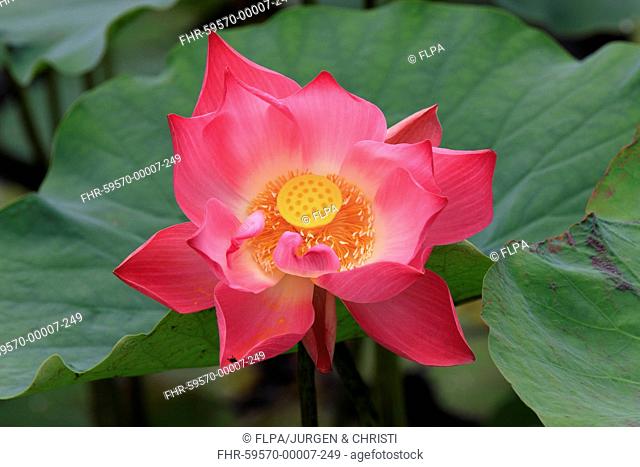 Indian Lotus Nelumbo nucifera close-up of flower, Kota Kinabalu, Sabah, Borneo, Malaysia