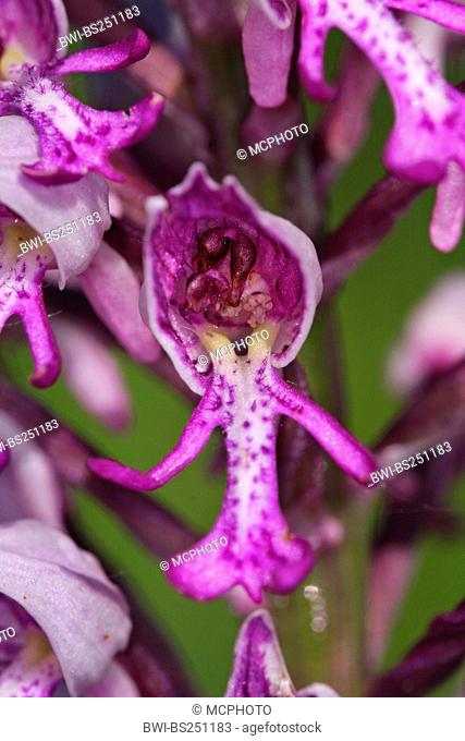 military orchid Orchis militaris, flower, Germany, Baden-Wuerttemberg