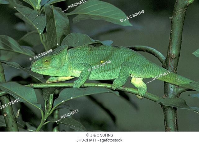 Panther chameleon , Furcifer pardalis , Madagascar , adult male