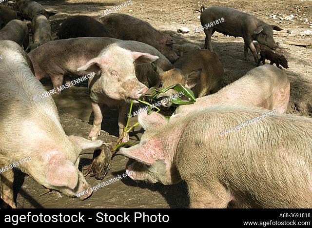 Pig farming for self-sufficiency on Denis' private island, the Seychelles. . Photo: André Maslennikov