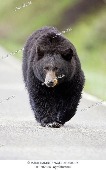 Black Bear (Ursus americanus) walking along tarmac road. Yellowstone National Park, Wyoming, USA. June 2005