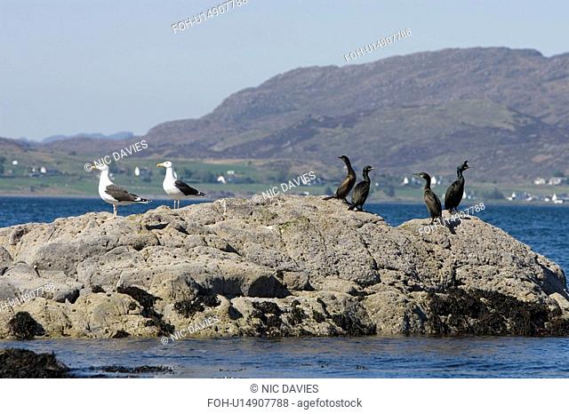 Greater black-backed gull Larus marinus and Shag Phalacrocorax aristotelis sharing a rock. Hebrides, Scotland