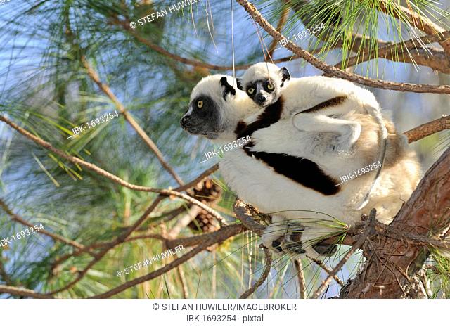 Coquerel's Sifaka (Propithecus coquereli), female adult with young on back, Madagascar, Africa