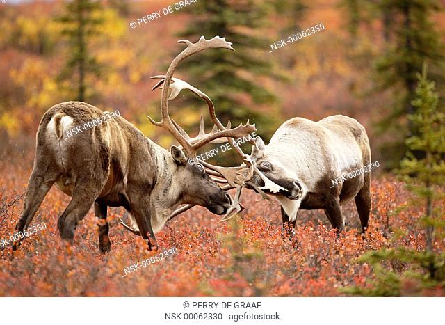 Caribou (Rangifer tarandus) two males sparring on tundra, United States, Alaska, Denali National Park and Preserve