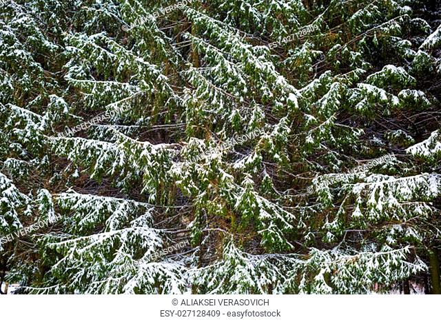 Close-up fir trees in the snow. Winter background