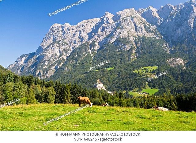 Grazing cattle with the Alps and Hohenwerfen Castle in the background, Austria, Europe
