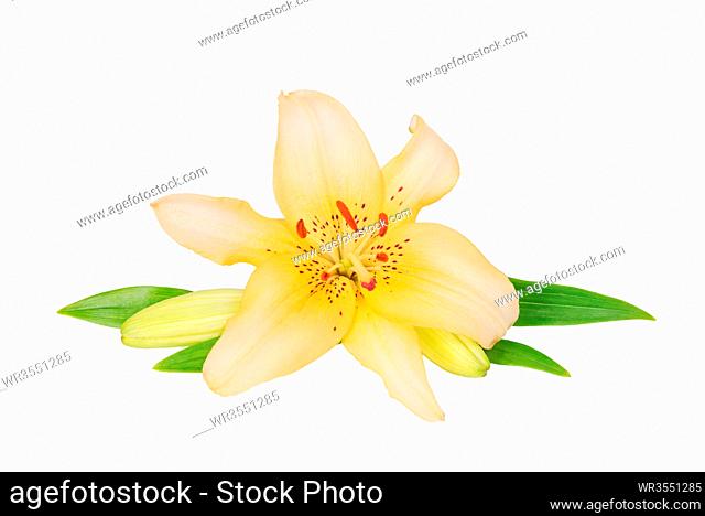 One flowers of yellow Lily close up, isolated on a white background