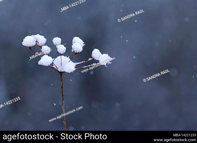 dried up umbels of meadow hogweed with snow cap, snowfall, Germany, Hesse