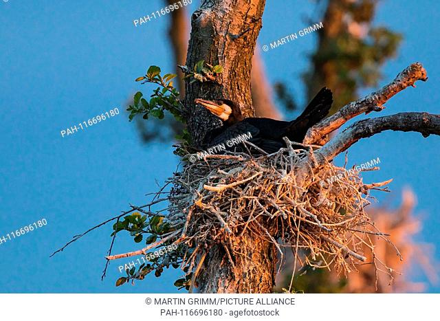 Great Cormorant (Phalacrocorax carbo), breeding adult bird sitting on nest, Mecklenburg-Western Pomerania, Germany | usage worldwide