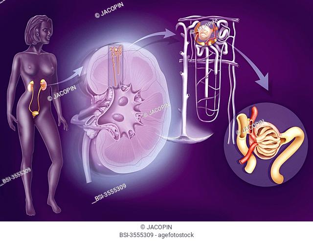 The urinary system from the kidney to the glomerulus Representation from left to right : - urinary system in a woman's silhouette - structures of the kidney and...