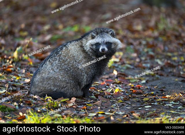 Raccoon dog, Nyctereutes procyonoides