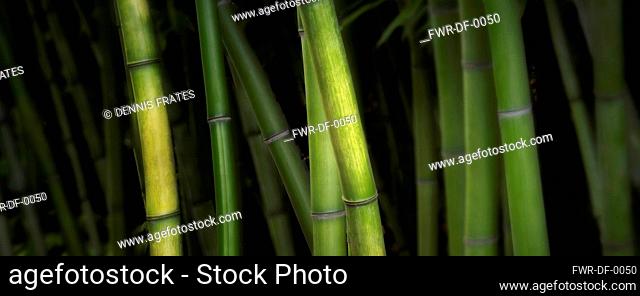Bamboo, Growing outdoor, Oregon, USA