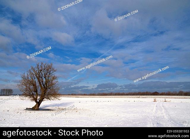 Solitary tree in a snow covered landscape near the Dutch village Werkendam