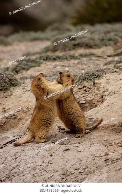 Himalayan Marmot (Marmota himalayana). Two individuals squabbling
