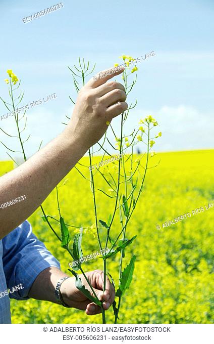 A farmer holds a canola plant pointing at its flowers