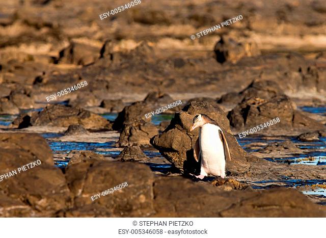 Adult NZ Yellow-eyed Penguin or Hoiho on shore
